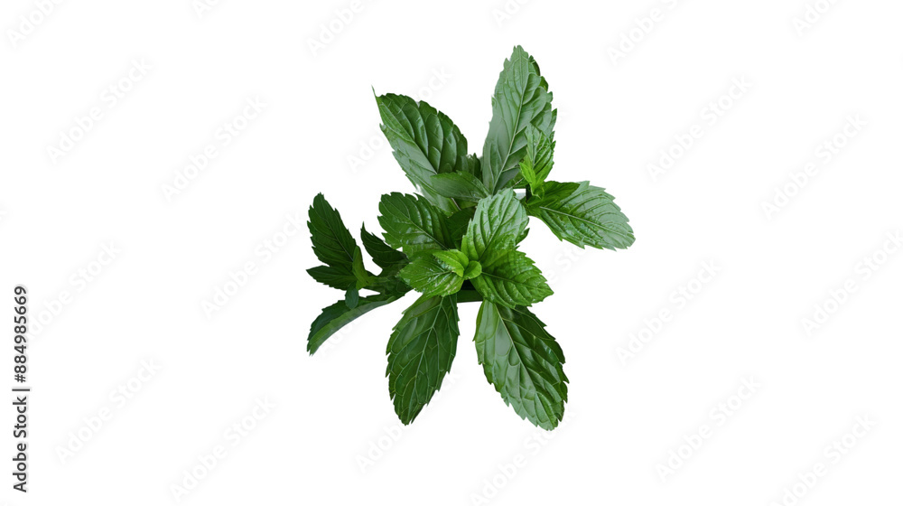 Fototapeta premium Mint plant