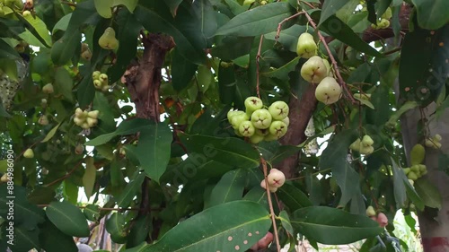 Fresh green water guava fruit on the tree. Syzygium Aqueum. photo