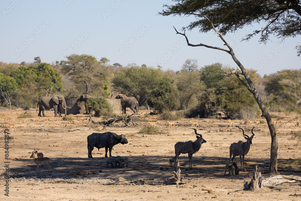 Fototapeta premium multiple species gathering at the waterhole