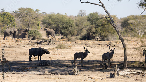 multiple species gather at the waterhole