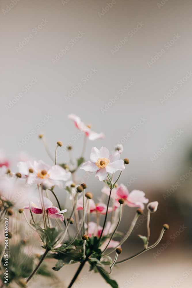 Obraz premium Wildflowers