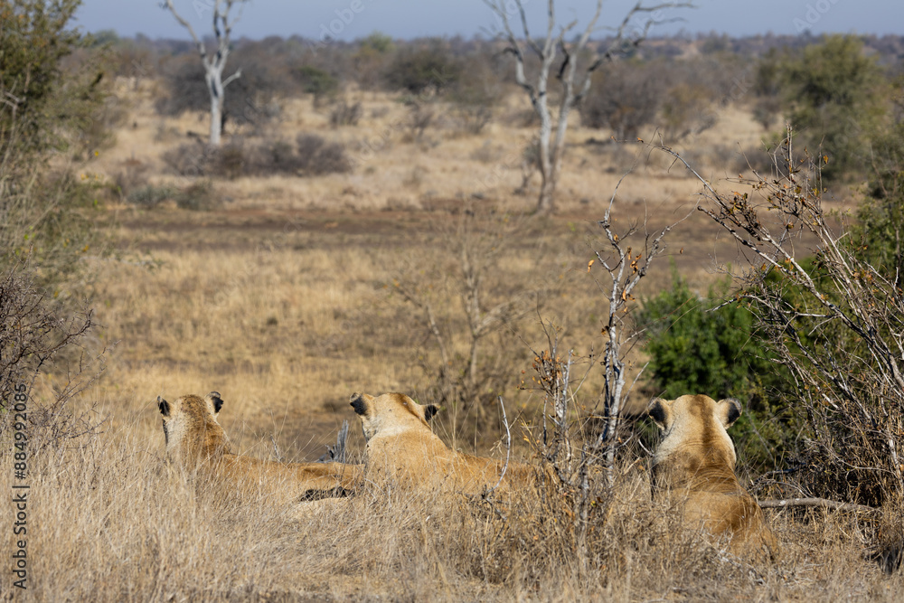 the lionesses watching for prey the lionesses watching for prey