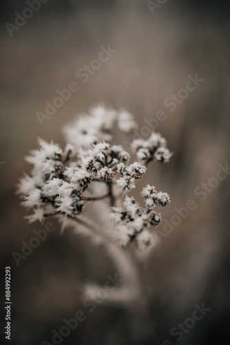 Boho Winter Weed