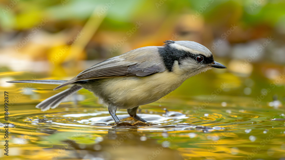Close-up of a small bird standing at the water's edge, surrounded by a vibrant, blurred natural background Close-up of a small bird standing at the water's edge, surrounded by a vibrant, blurred natural background