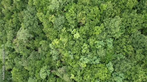 4K: Drone capturing the lush green trees of a forest in the eastern region of Georgia. photo