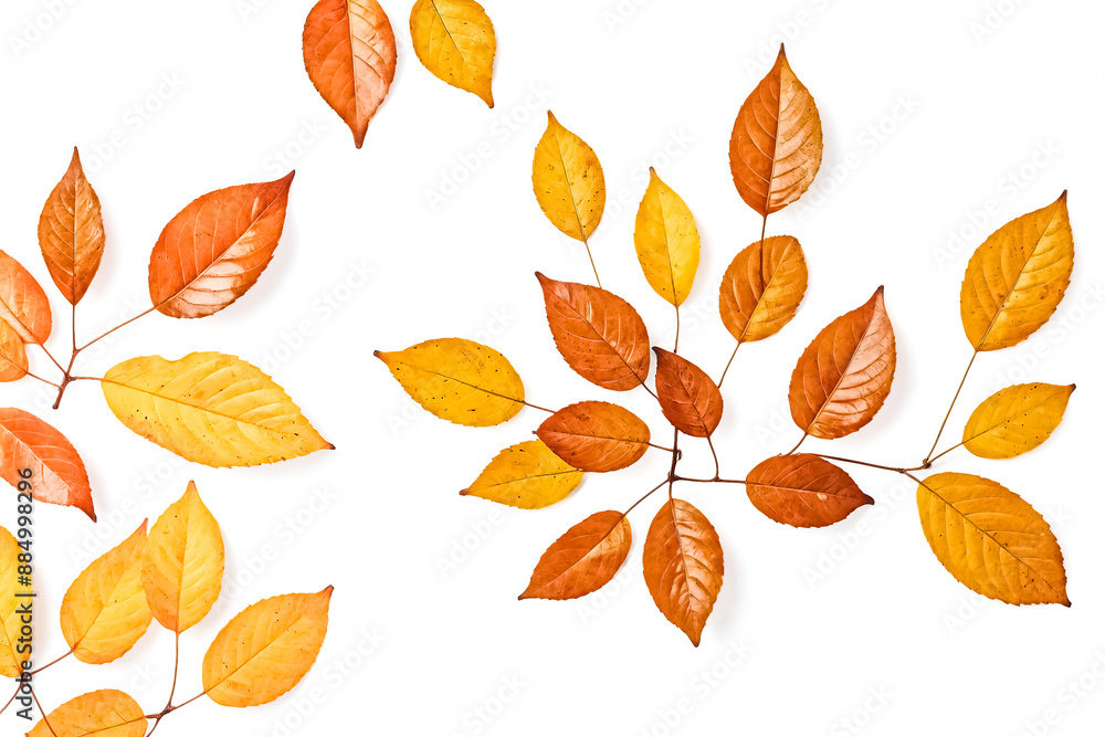 Autumn Leaves Isolated on White Background Autumn Leaves Isolated on White Background