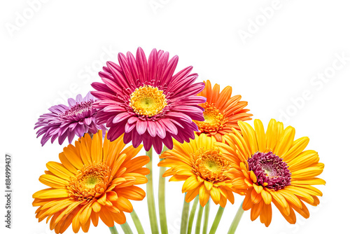 Colorful Gerber Daisies on White Background