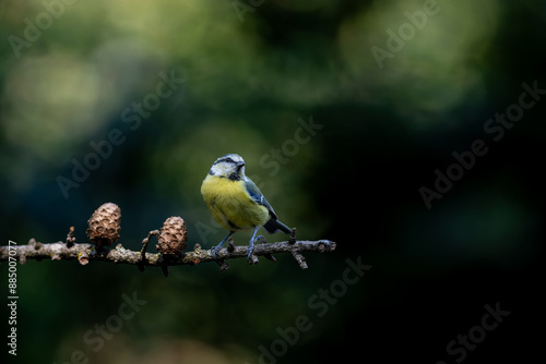 Eurasian blue tit (Cyanistes caeruleus) sitting on a branch in the forest in the Netherlands. Black background.