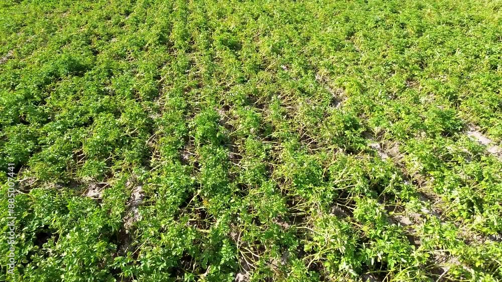aerial flyover potatoe plants field aerial flyover potatoe plants field