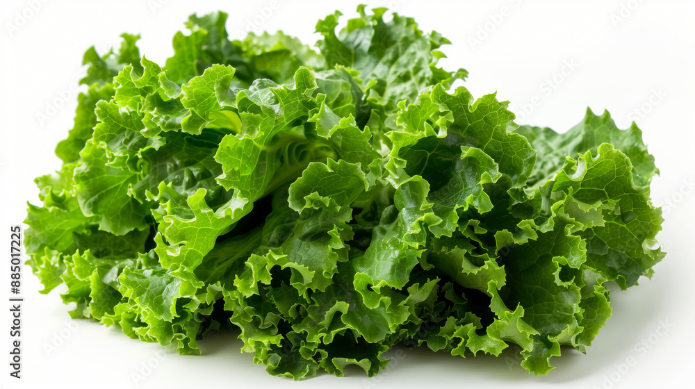 Fresh green lettuce with crisp curly leaves, ideal for salads and healthy meals Fresh green lettuce with crisp curly leaves, ideal for salads and healthy meals