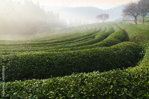 Autumnal and morning view of green tea field on the hill against flog at Daehan Tea Garden near Boseong-gun, South Korea
 photo