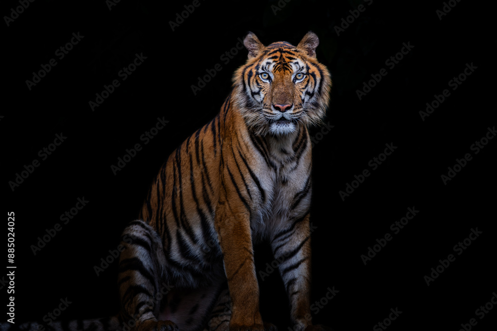 Fototapeta premium A tiger is a ferocious animal.