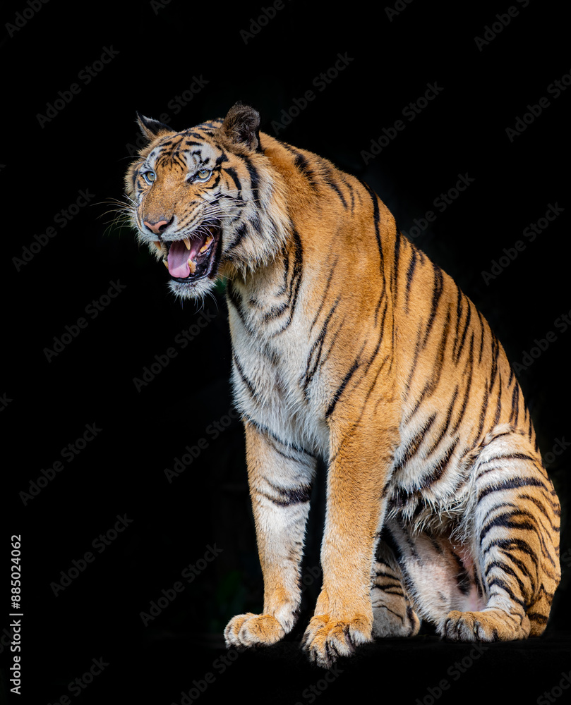 Obraz premium Tigers are fierce animals.