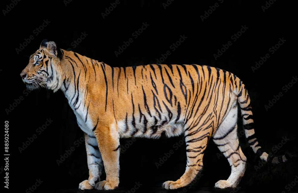 Fototapeta premium Tigers are fierce animals.