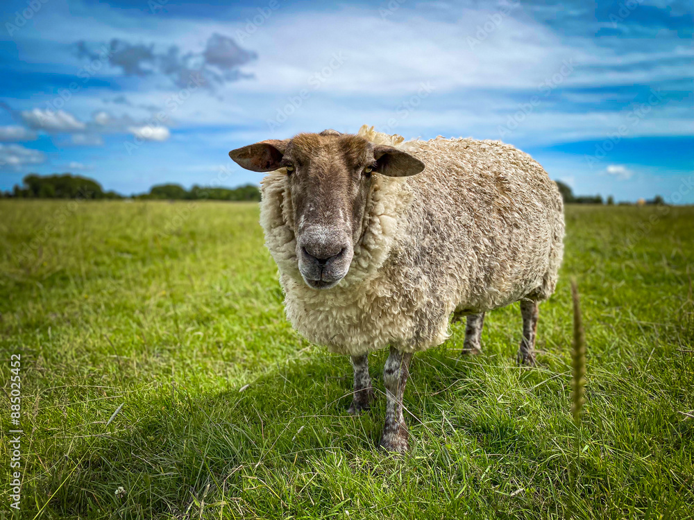 Fototapeta premium Friedliches Schaf auf grüner Wiese unter blauem Himmel