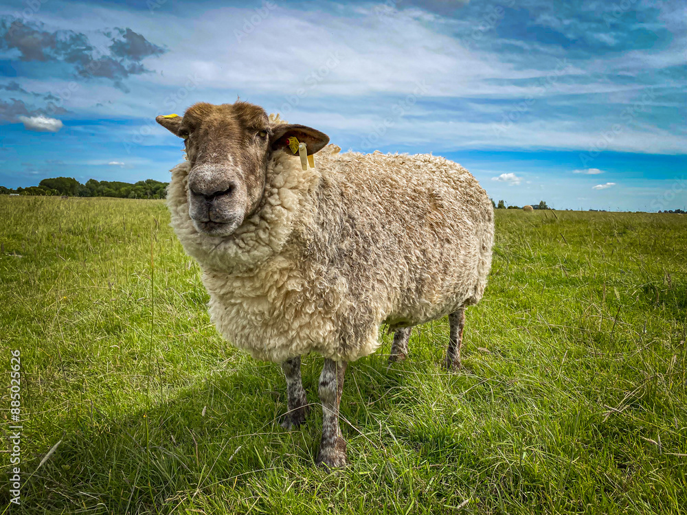 Fototapeta premium Friedliches Schaf auf grüner Wiese unter blauem Himmel