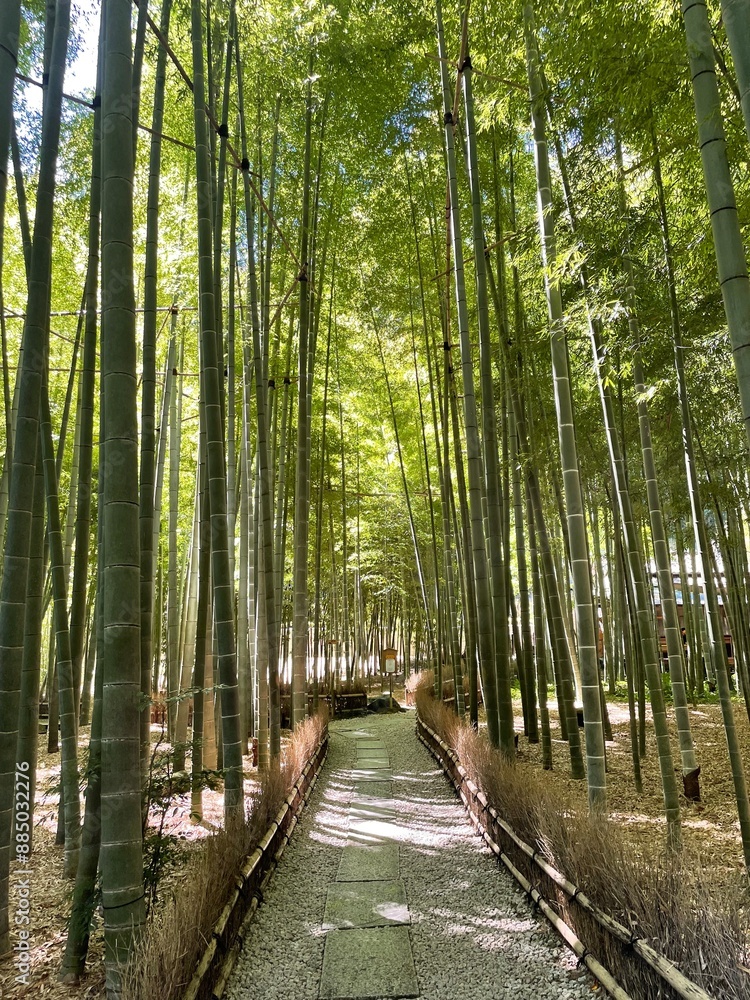 Fototapeta premium 竹林