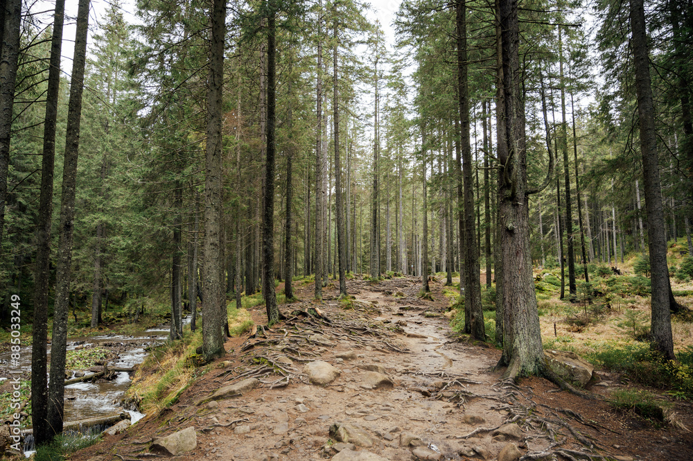 Mountain path among trees and open areas in the Carpathian Mountains. Beautiful nature landscape. Ukraine Mountain path among trees and open areas in the Carpathian Mountains. Beautiful nature landscape. Ukraine