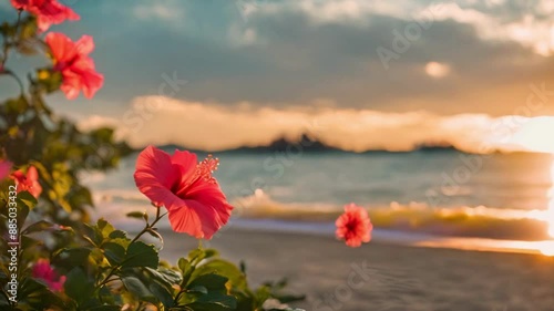 ハイビスカス4k