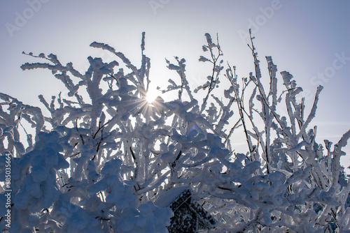 snow-covered trees at sunrise with a panorama of the mountains