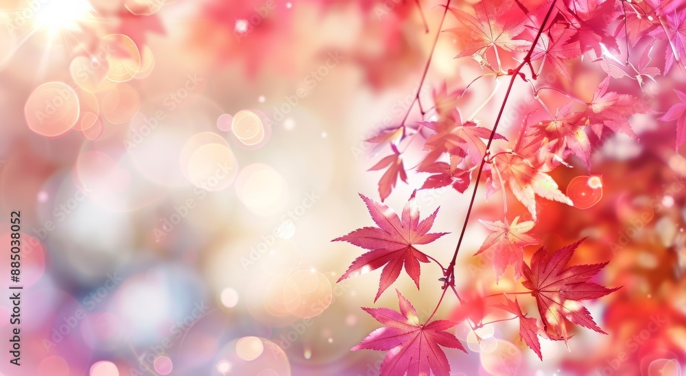 Fototapeta premium Autumn background with red Japanese maple leaves 