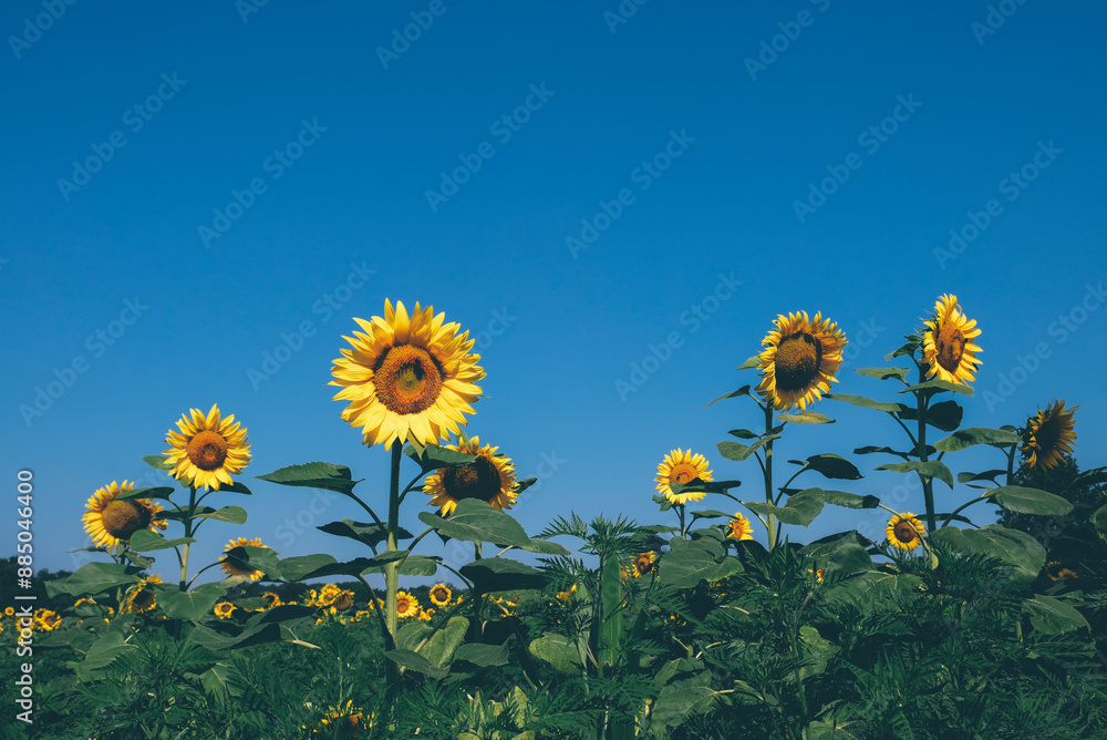 Obraz premium Beautiful summer field full of blooming sunflowers in a sunny day. Natural rustic landscape for background.
