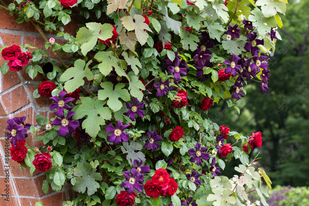 Red roses and purple clematis flowers blooming in early summer. Red roses and purple clematis flowers blooming in early summer.