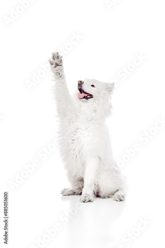 Joyful Samoyed sitting upright with one paw raised high as if waving or giving high-five against white studio background. Concept of animal life, pet lovers, veterinary, canine food. Ad © Lustre Art Group 