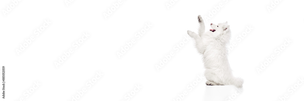 Banner. Playful Samoyed dog sitting raised his paws playfully against white studio background with negative space to insert text. Concept of animal life, pet lovers, veterinary, canine food. Ad Banner. Playful Samoyed dog sitting raised his paws playfully against white studio background with negative space to insert text. Concept of animal life, pet lovers, veterinary, canine food. Ad