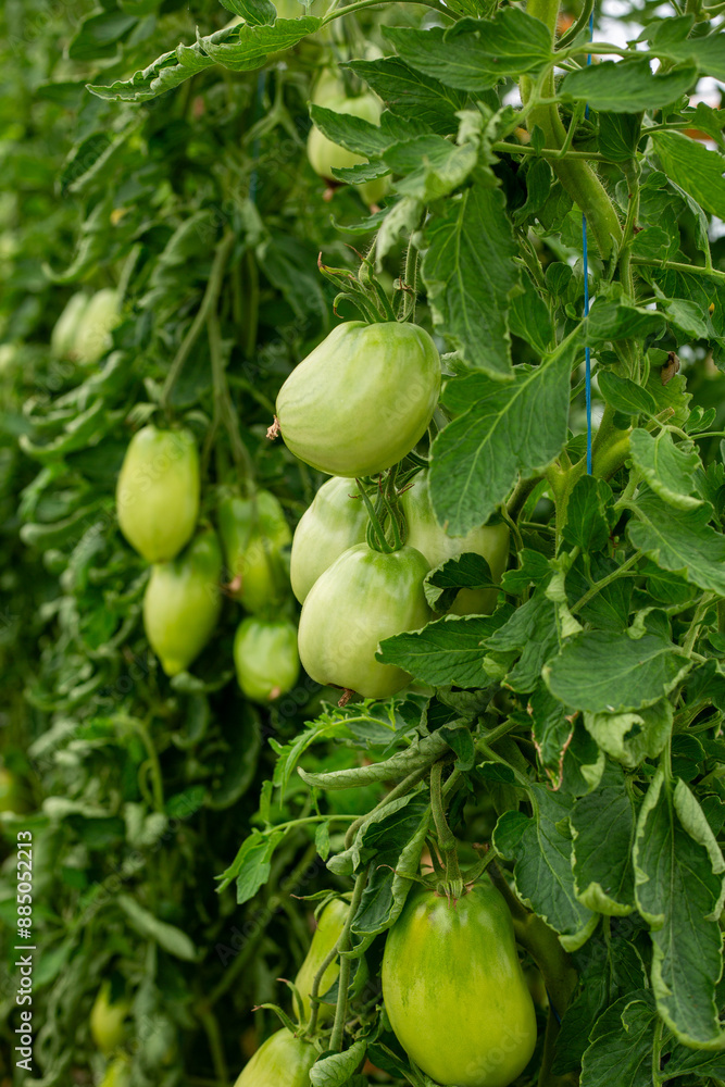 Fresh green tomatos growing in warm house in July in summer Fresh green tomatos growing in warm house in July in summer