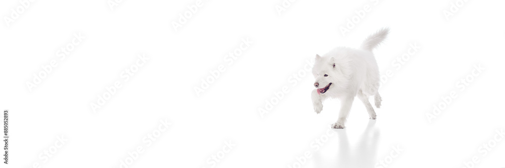 Fototapeta premium Banner. Furry Samoyed dog running with open mouth and playful look against white studio background with negative space. Concept of animal life, pet lovers, veterinary, canine food. Ad