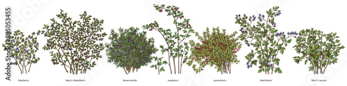 Set of hand drawn berry bushes