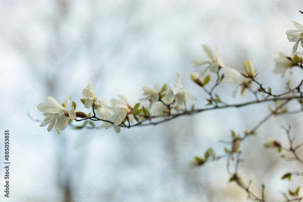 White flowers on a tree branch White flowers on a tree branch