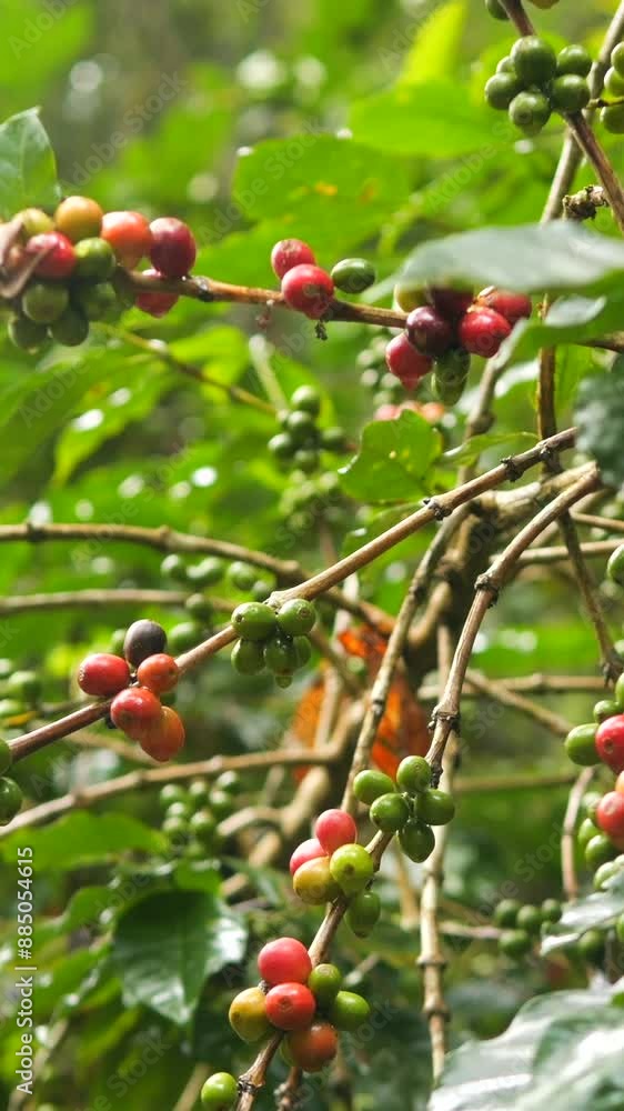 Organic Red Ripe Coffee Beans Berries on a Tree Branch at Orgnic Mountain Plantation Farm High Quality 4K Slowmotion Agriculture Concept Vertical Footage, Northern Thailand. Organic Red Ripe Coffee Beans Berries on a Tree Branch at Orgnic Mountain Plantation Farm High Quality 4K Slowmotion Agriculture Concept Vertical Footage, Northern Thailand.