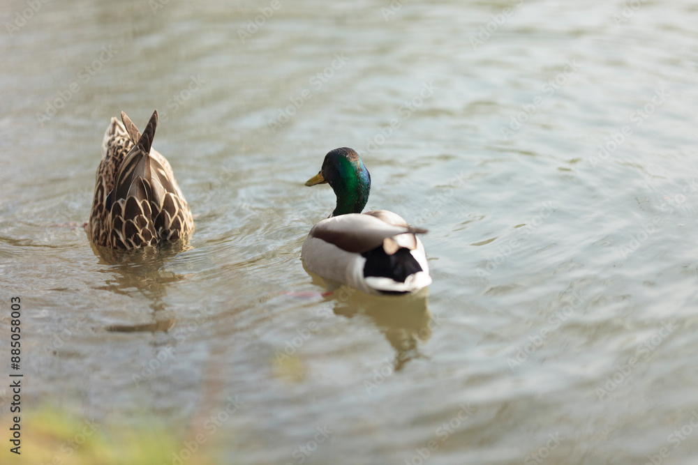 Obraz premium Pair of ducks swimming in a pond