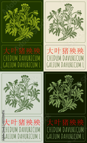 Set of vector drawing CHIDUM DAVURICUM in Chinese in various colors. Hand drawn illustration. The Latin name is GALIUM DAHURICUM L.
