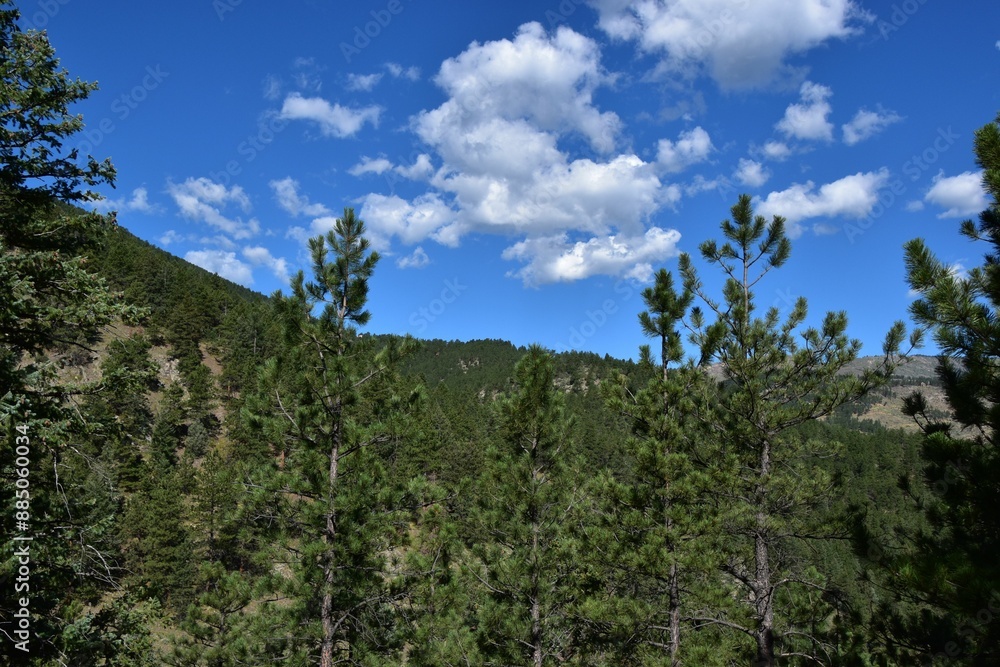 Scenic view of pine trees and mountains under a clear blue sky in Betasso Preserve Scenic view of pine trees and mountains under a clear blue sky in Betasso Preserve