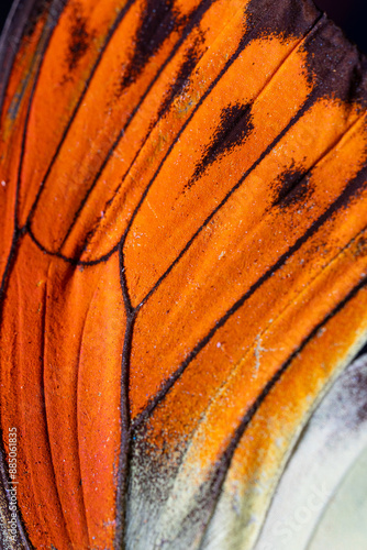 Hebomoia leucippe butterfly. Ultra macro of butterfly wing. Butterfly wing texture. Orange color in nature photo