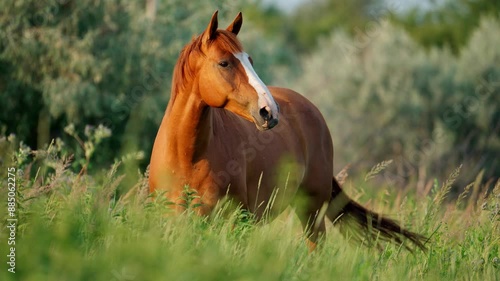 A chestnut horse with a white blaze stands in a field of tall green grass, its head turned towards the camera.