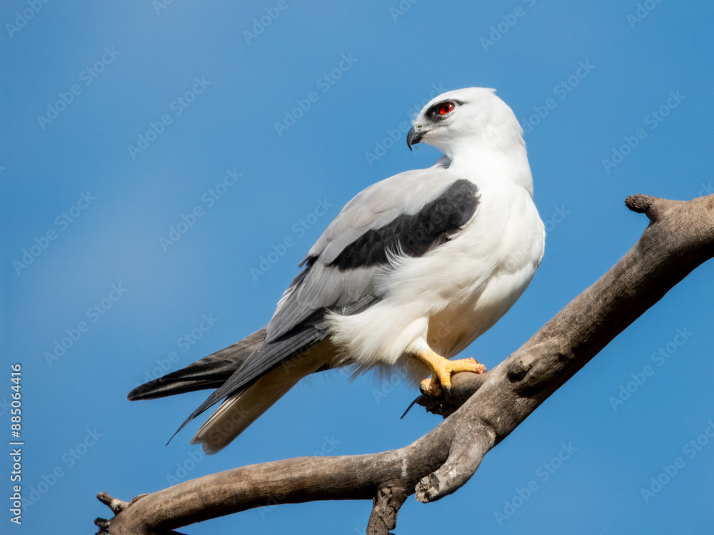 Black-shouldered Kite in South Australia Black-shouldered Kite in South Australia