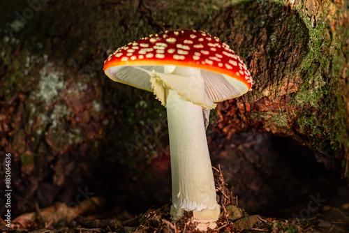 Poisonous red fly agaric Amanita muscaria, a hallucinogenic mushroom growing in the forest.