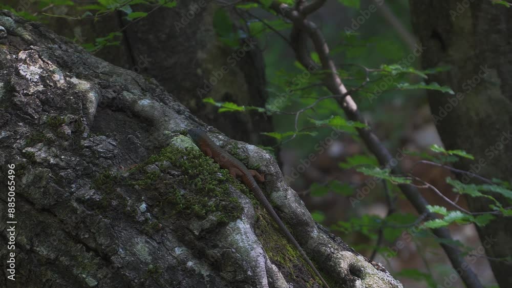 Dalmatian Algyroides Lizard Climbing Up Tree in Natural Forest Habitat Dalmatian Algyroides Lizard Climbing Up Tree in Natural Forest Habitat
