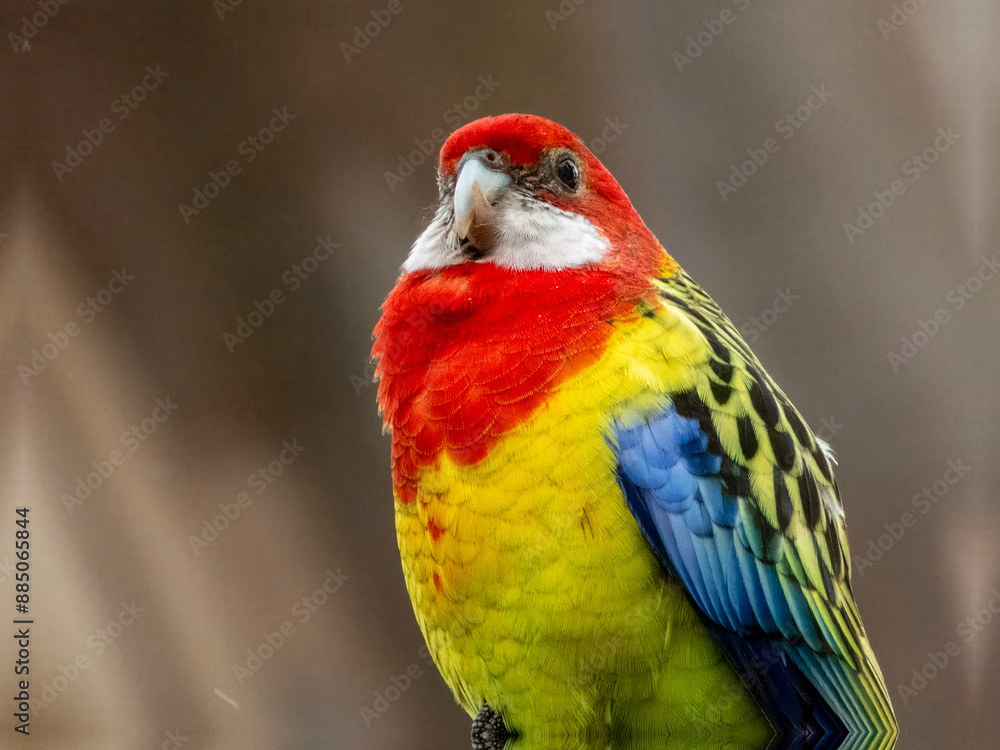 Eastern Rosella in South Australia Eastern Rosella in South Australia