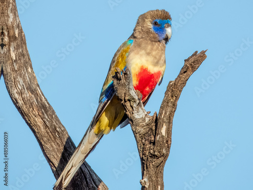 Greater Bluebonnet in South Australia photo