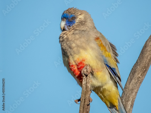 Greater Bluebonnet in South Australia photo