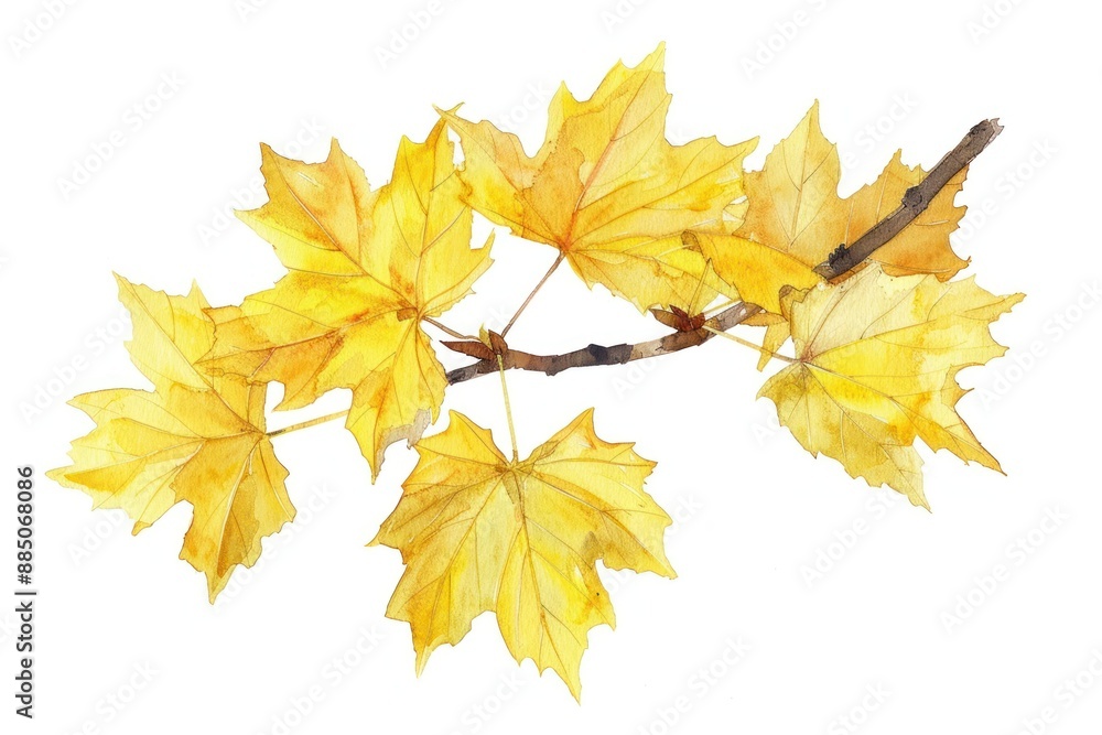 Yellow autumn leaves watercolor illustration Yellow autumn leaves watercolor illustration