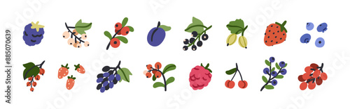 Berries set. Strawberry, blackberry, black and red currant, blueberry, bilberry, raspberry, cherry, grape branch, plum, gooseberry fruits. Flat vector illustration isolated on white background