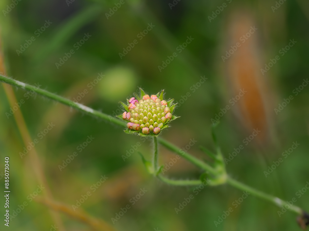 Close-up shot of a flower in the nature Close-up shot of a flower in the nature