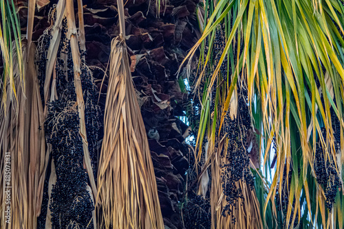 Fortune's windmill palm (Trachycarpus excelsus, Trachycarpus fortunei). Winter tree. Iran photo