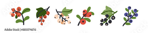 Berry set. Black and red currant, lingonberry, blueberry, bilberry growing on branch, twig with leaf. Natural summer forest and garden fruits. Flat vector illustration isolated on white background